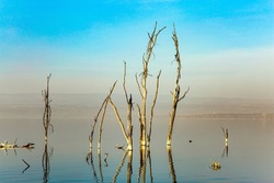 Journey to the exotic country of Kenya. Lake Nakuru National Park in East Africa. Sunset. Gentle sunlight illuminates the half-flooded trees. East African Rift Valley