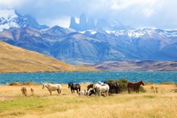 Fabulous lake in the mountains. Ashore are grazed herd of horses of different colors. South American Andes. Park Torres del Paine in Chile
