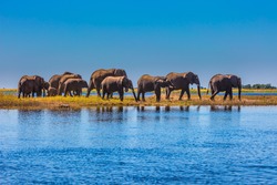 Chobe National Park is the oldest national park in Botswana. Watering in the Okavango Delta. Herd of elephants adults and cubs crossing a river in shallow water