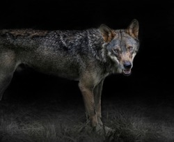 grey wolf canis lupus, in the night