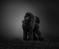 black poodle standing with dark gray background