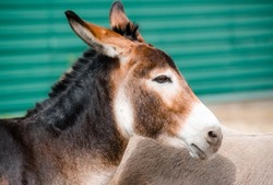 live donkey profile head portrait close up dark light orange color