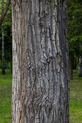 Thick tree trunk closeup