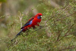 Parrot in the forest (Crimson Rosella)