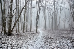 Winter forest with frost on the trees and fog in the air, walking trail