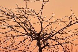 Bare trees branches against twilight evening sky