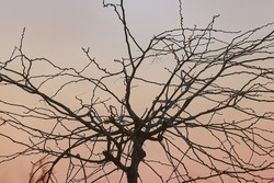 Bare trees branches against twilight evening sky