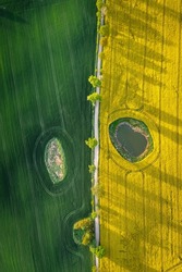 Half green wheat and yellow rape fields in Poland countryside. Aerial view of agriculture in Poland.