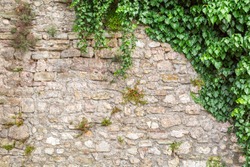Old stone wall with ivy as background