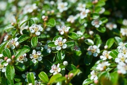 Bearberry cotoneaster Radicans white flower - Latin name - Cotoneaster dammeri Radicans