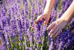woman's hand touching lavender, feeling nature