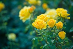 Beautiful bush of yellow roses in a spring garden. Rose garden.
