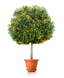 Small orange tree plant in pot  isolated on white background by front view