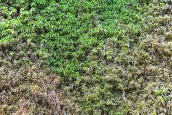Green moss and lichen wall, tropical plant