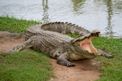 Crocodile that has open mouth on land with green grass beside the lake.