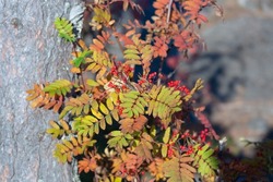 Rowan berries. Bright red berries in autumn. Yellow leaves. Beautiful natural forest background