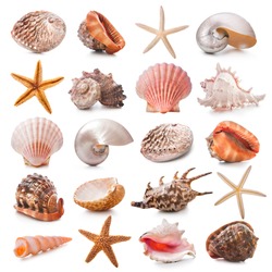 Sea shells collection isolated on the white background