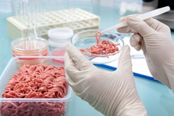 Food quality control expert inspecting at meat specimen in the laboratory