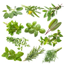 Kitchen herbs collection isolated on white background