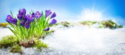 Purple crocuses growing through the snow in early spring