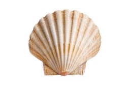 scallops sea shell (See Pectinidae) on the white background