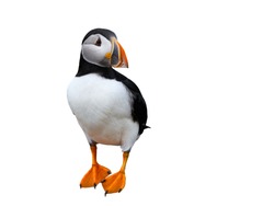 Atlantic Puffin on White Background, Isolated Portrait