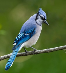 Blue Jay Bird on Green Background