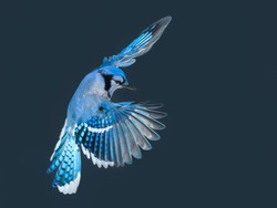 Blue Jay Bird in Flight in Winter