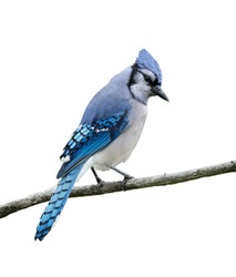 Blue Jay Bird on White Background, Isolated