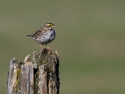 Savannah Sparrow on Fence Post in Spring	