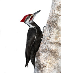 Pileated Woodpecker on White Background, Isolated