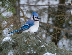 Blue Jay Perched on Pine Tree in Winter