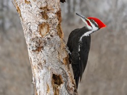 Male Pileated Woodpecker 