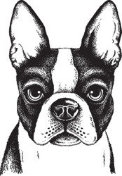 Black and white vector sketch of a fawn Boston Terrier's face