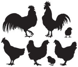 Set of detailed quality vector silhouettes of chickens - hens, roosters and baby chicks. Vector Illustrations.