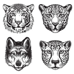 Black and white vector line drawings of wild animal faces: Cheetah, Leopard, Tiger and Wolf