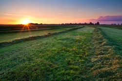 fresh green clipped hay on grassland at sunrise