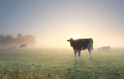 cows grazing on misty pasture at dawn in summer