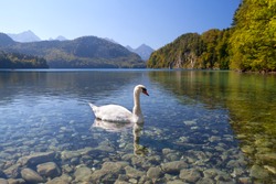 white swan on alpine lake, Bavaria, Germany