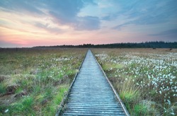 wooden path on marsh with cotton grass in summer