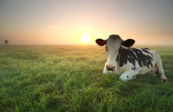 relaxed cow on pasture at sunrise in summer