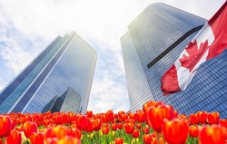Modern glass skycrapers background with sky and clouds during spring with tulip flowers in Canada