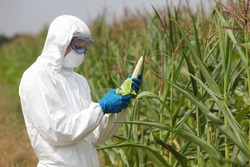 GMO,profesional in uniform goggles,mask and gloves examining  corn cob on field 