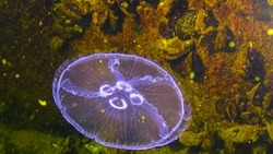 Black Sea fauna. Aurelia aurita (moon jelly, moon jellyfish, common jellyfish, or saucer jelly)