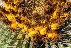 (Ferocactus wislizeni) Yellow fruits with cactus seeds in Arizona barrel cactus, fishhook barrel, candy barrel, compass barrel 
