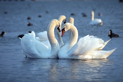 The mute swan (Cygnus olor). White swans on water. White swans swimming on river. Swimming birds