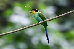 Long-tailed Broadbill bird bringing a branch of tree to make a nest in the forest at Khao Yai National Park, Thailand.