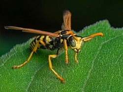 European paper wasp, Gallische Feldwespe (Polistes dominulus)