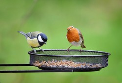 Garden Birds. European Robin, Erithacus rubecula and Great tit, Parus major on seed tray feeder in Winter.