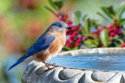 Male Eastern Bluebird Perched on Birdbath in Louisiana Winter With American Holly Tree Branches in Background